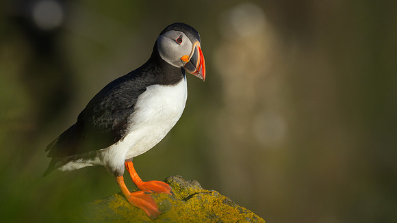 Atlantic Puffin