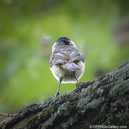 Carolina Chickadee