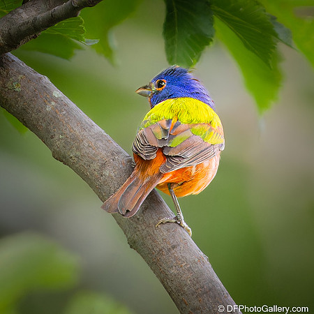 Bunting  - Painted Bunting