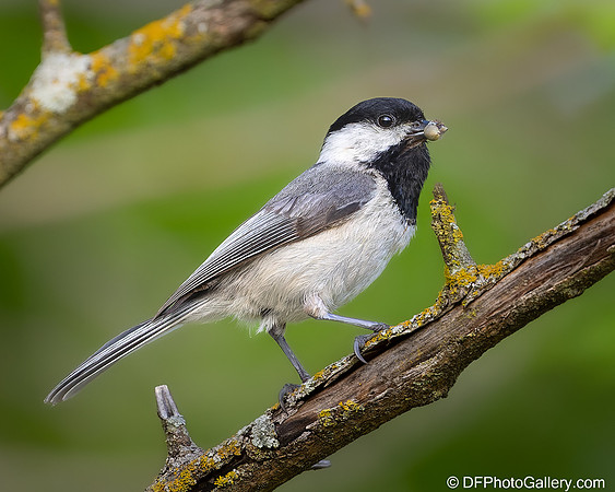 Carolina Chickadee