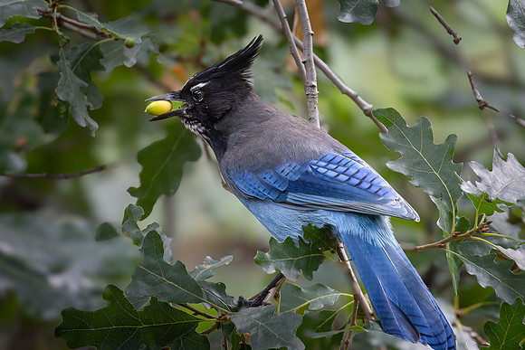 Steller's Jay