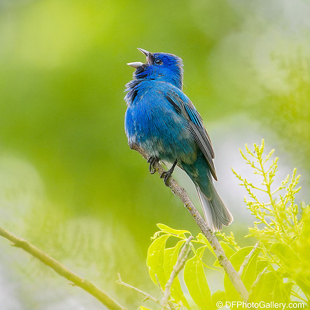 Bunting  - Indigo Bunting