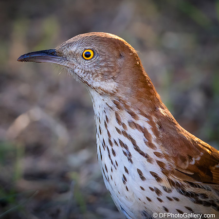 Brown Thrasher