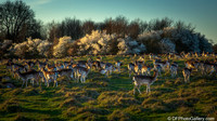 The Deer Park