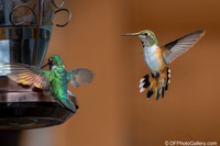 2025 - Hummingbird from Colorado