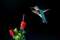 2025 - Hummingbird in Texas (Ruby-throated hummingbird)