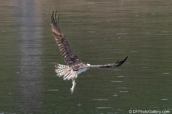 Osprey catching fish