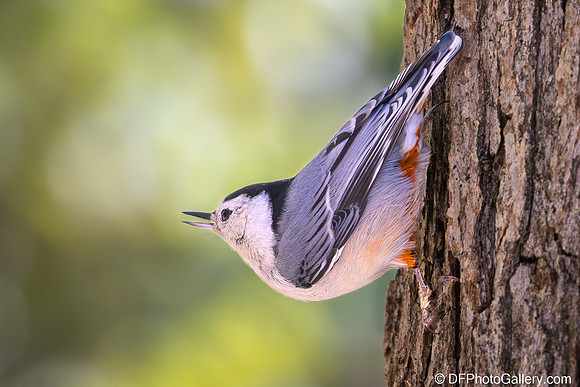 White-breasted Nuthatch