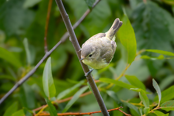 Warbling Vireo