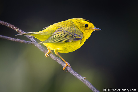 Wilson's Warbler