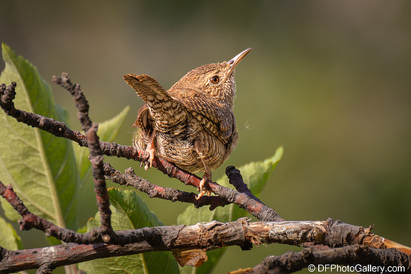 Northern House Wren