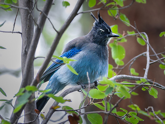 Steller's Jay