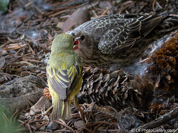 Warbler feeding Cowbird