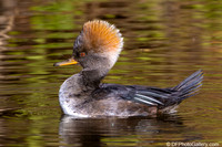 2025 - Recent Bird Photos (2)
