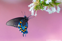 2025 - Butterflies