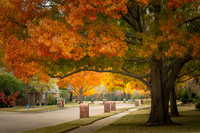 2025 - My Neighborhood Fall Foliage