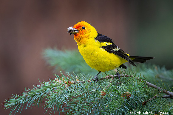 Western Tanager