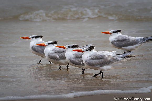 Royal Tern