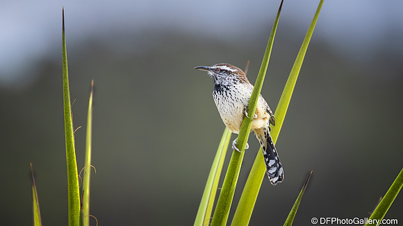 Cactus Wren