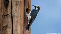 Acorn Woodpecker