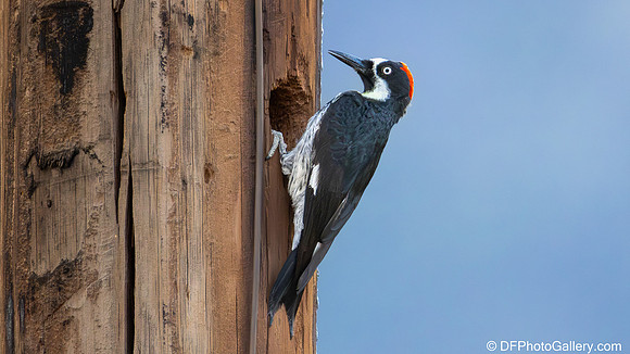 Acorn Woodpecker