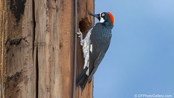 Acorn Woodpecker