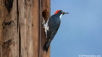 Acorn Woodpecker