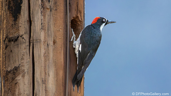 Acorn Woodpecker