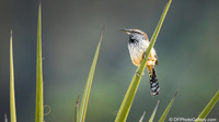 Cactus Wren