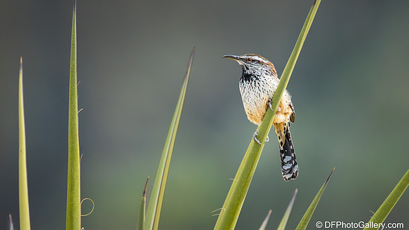 Cactus Wren