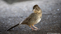 Canyon Towhee