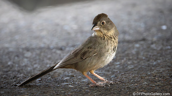 Canyon Towhee