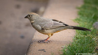 Canyon Towhee
