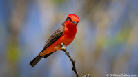 Vermilion Flycatcher