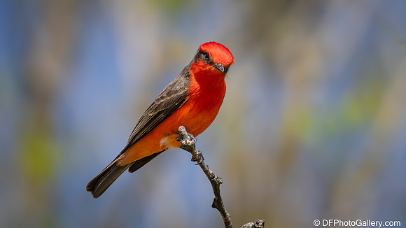 Vermilion Flycatcher