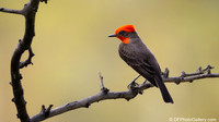 Vermilion Flycatcher