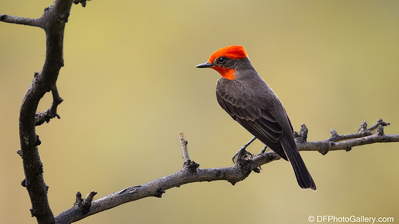 Vermilion Flycatcher