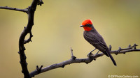 Vermilion Flycatcher
