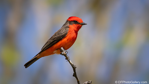 Vermilion Flycatcher