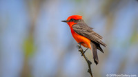 Vermilion Flycatcher