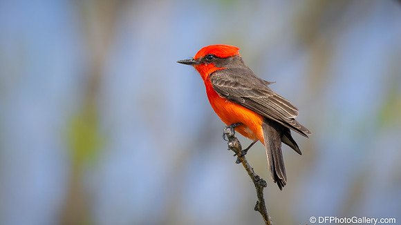 Vermilion Flycatcher