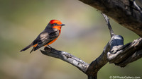Vermilion Flycatcher