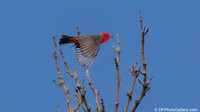 Vermilion Flycatcher