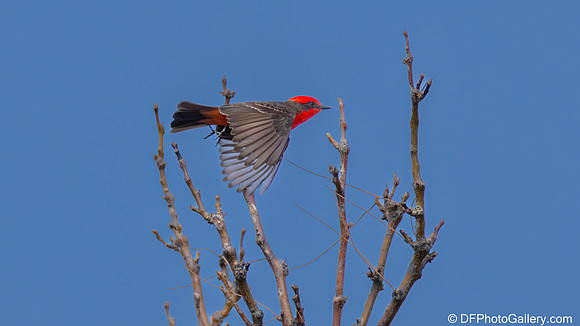 Vermilion Flycatcher
