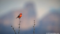 Vermilion Flycatcher