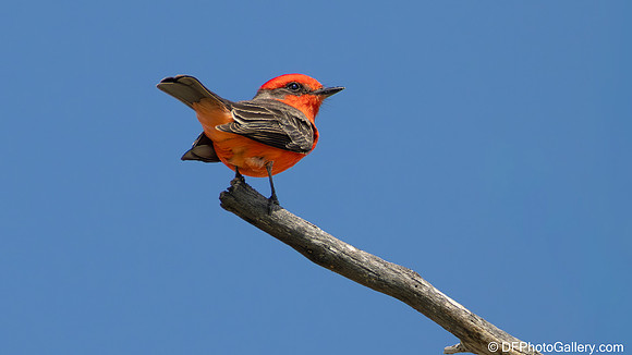 Vermilion Flycatcher