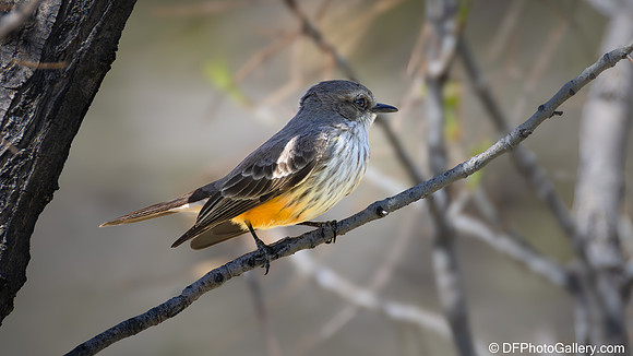 Vermilion Flycatcher - Famale