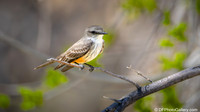 Vermilion Flycatcher - Famale