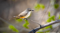 Vermilion Flycatcher - Famale