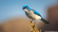 Mexican Jay